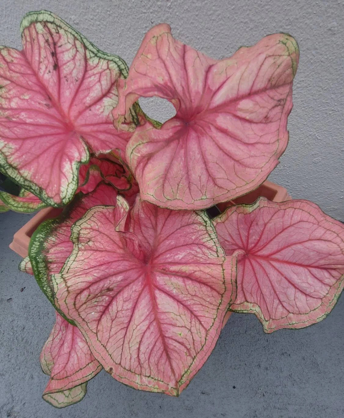 Florida Sweetheart Strap Leaf Caladium