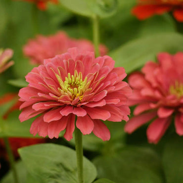 Zinnia Benary Giant Flower Seeds for Planting – Vibrant Colors, Non-GMO, Heirloom Seeds