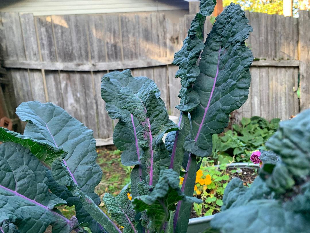 Dazzling Blue – Organic Kale Seed