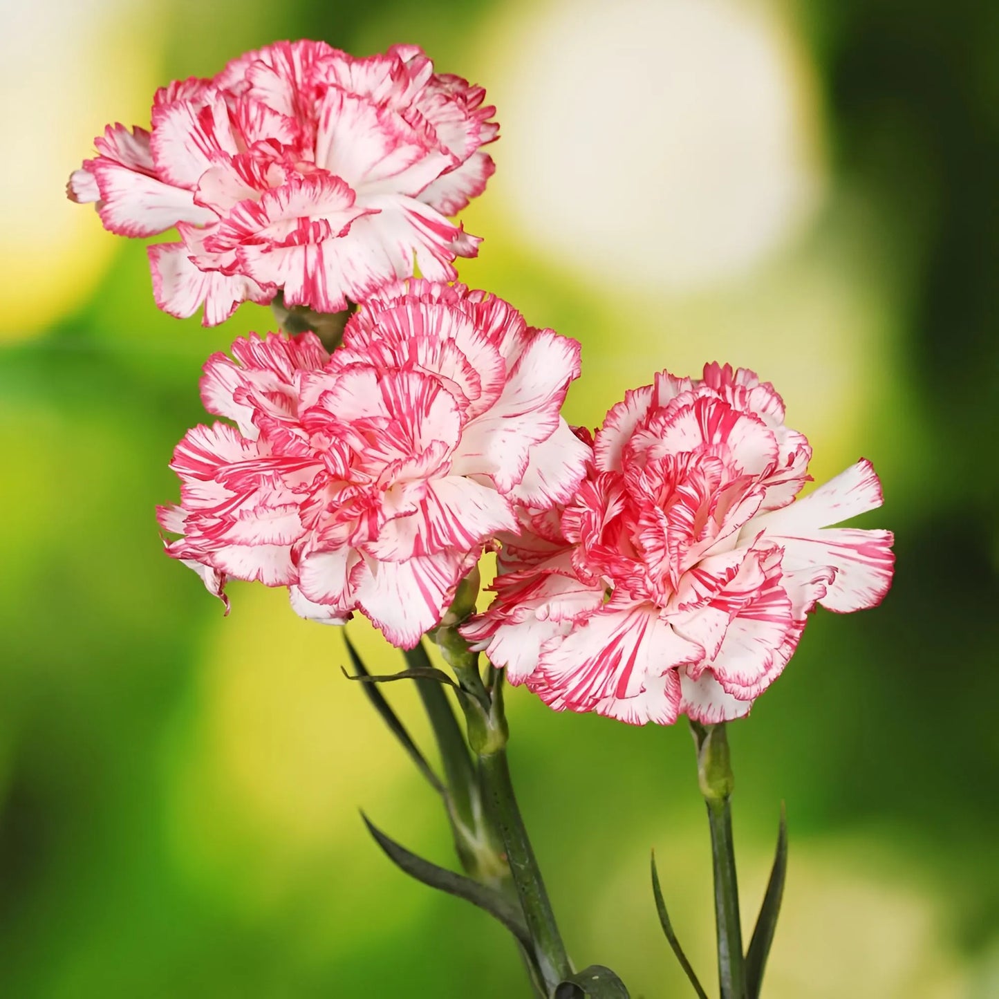 Carnation- Raspberry Ripple
