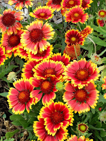 Heirloom Non-GMO Gaillardia Flower Seeds for Planting – Bright Drought-Tolerant Blooms
