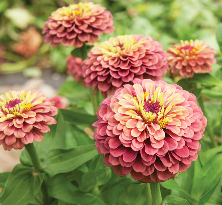 Queeny Lime Red Zinnia Flower Seeds for Planting – Vibrant, Non-GMO Garden Flowers