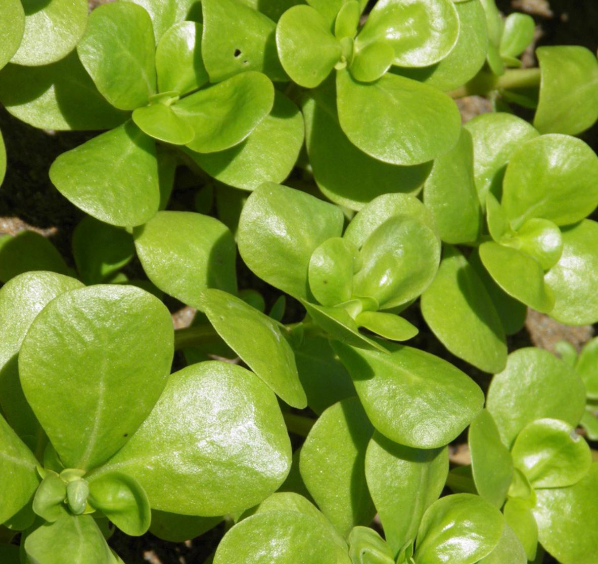 Goldberg Golden Purslane – Green Seed