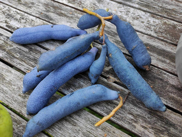 Sky Blue Cucumber Vegetable Seeds for Planting, heirloom & Non-GMO Seeds