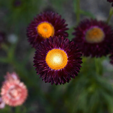 Everlasting Daisy- Purple Red
