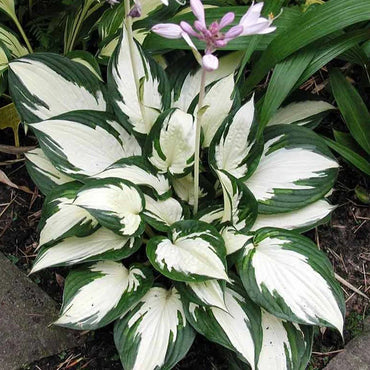 Fire and Ice Hosta