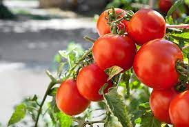 Rebelski/Shin Cheong Gang Grafted – Organic Tomato Seed