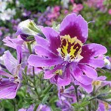 Schizanthus- Angel Wings Mixed