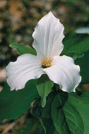 Great White Trillium