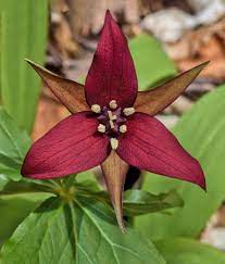 Purple Trillium