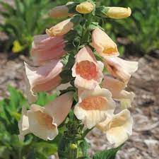Dalmatian Peach Foxglove