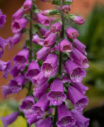 Dalmatian Rose Foxglove