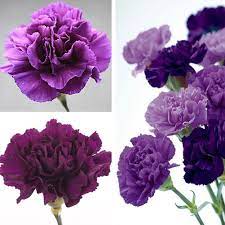 Dianthus Diamond Series purple seeds for annual flower garden blooms