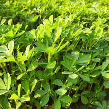Methi Shalimar Improved Organic Vegetable Seeds