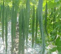 Snake Gourd Chichinda Vegetable Seeds