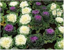 Ornamental Kale- Fringed Mix