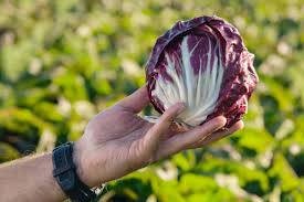 Leonardo – Organic Radicchio Seed