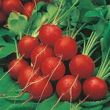 Radish Scarlet Globe Organic Vegetable Seeds