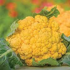 Hot Golden Cauliflower Seeds Healthy Vegetable Seeds