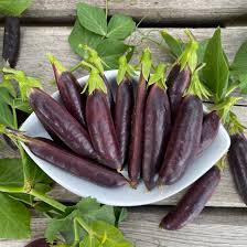 Royal Snap II – Purple Pea Seeds