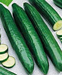 Socrates – Organic Cucumber Seed