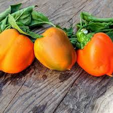 Gourmet – Bell Pepper Seed