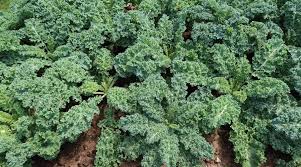 Kalebration Kale Mix – Organic Vegetable Seed