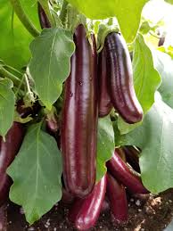 Hansel – Eggplant Seed