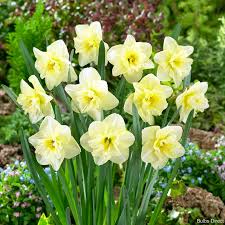 Dancing Moonlight – Narcissus