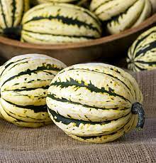 Honey Bun – Acorn Squash Seed