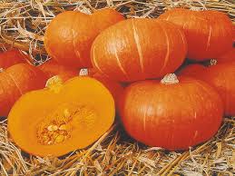 Sunshine – Treated Kabocha Squash Seed