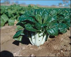 Joi Choi – Bok Choy Seeds