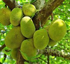 Jackfruit Seeds