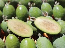 Feijoa