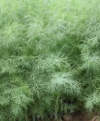 Ella – Organic Dill Seed