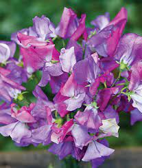 Enchanté – Sweet Pea Seed