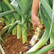 Leek American Flag Vegetable Seeds