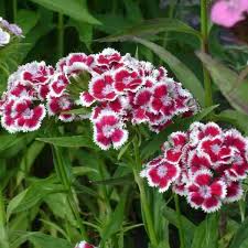Sweet William- Herald of Spring