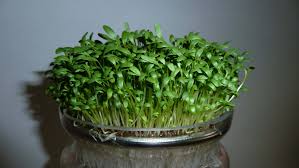 Garden Cress- Extra Curled