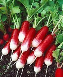 Radish Half Red Imported Vegetable Seeds