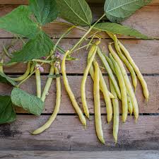 Bush Bean- Cherokee Wax