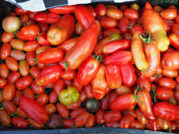 Candy Bell – Determinate Grape Tomato Seeds