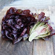 Pomegranate Crunch – Organic Pelleted Romaine Lettuce Seeds