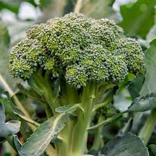 Broccoli Green Organic Vegetable Seeds