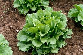 Green Star – Lettuce Seed