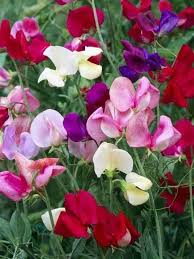 Sweetpea- Multiflora Colorama Mix