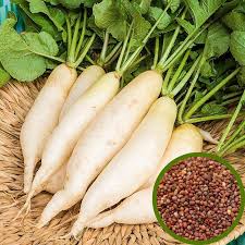 Radish Great Long White Vegetable Seeds