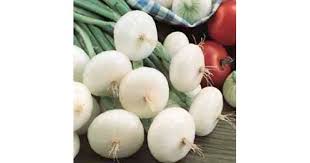 Onion- Spring Pompei