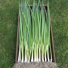 Bunching Onion- Winter Ishikura