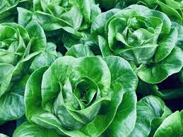 Casey – Pelleted Lettuce Seed